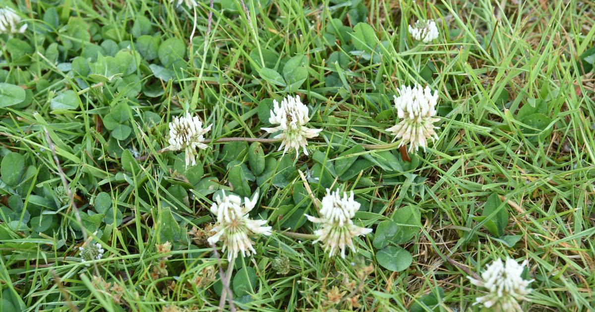 Un expert en jardinage donne des conseils pour éliminer le trèfle dans votre gazon Votre guide
