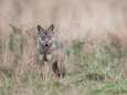 Tien schapen doodgebeten in Ranst: zeker niet het werk van wolvin Naya