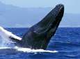 Inquiétude face à la reprise de la chasse de la baleine à bosse