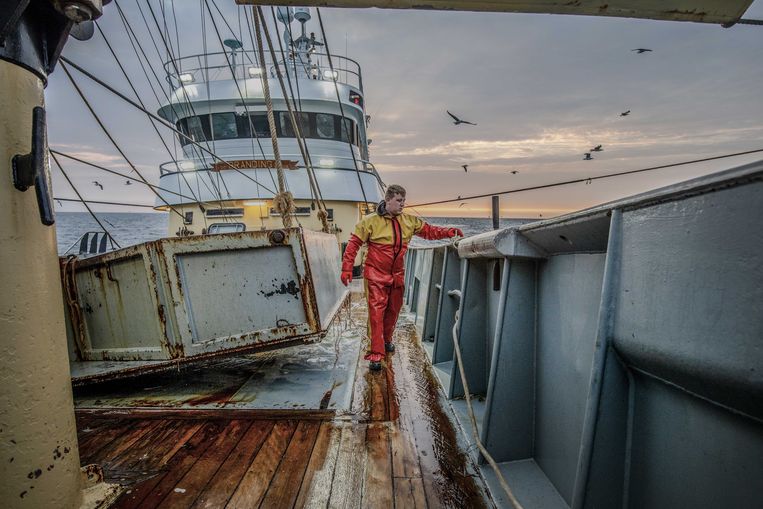 Een pulsvisser aan het werk. Beeld ANP
