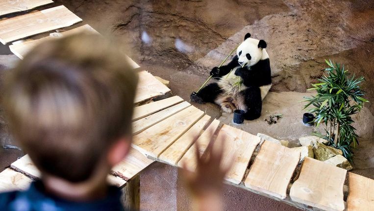 Een jonge bezoeker ziet een van de panda's bamboe eten. Beeld epa