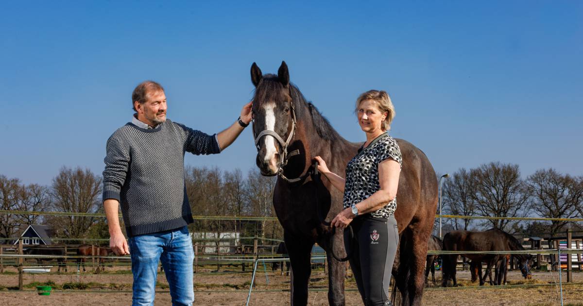 Bikkelharde strijd over de rug van Enchanted Boy: gedupeerden waarschuwen voor paardenhandel uit Vas