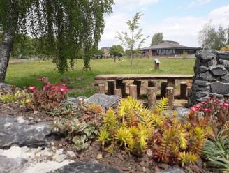 Kom plantjes ruilen tijdens Damse bijentuinnamiddag