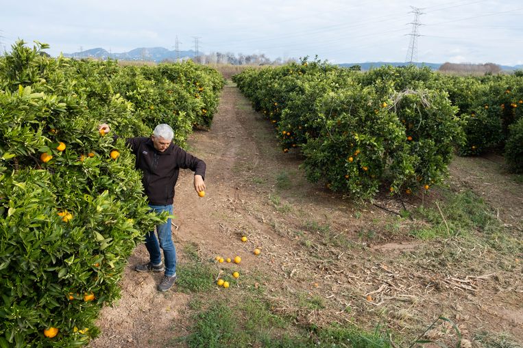 In de laatste weken voordat de sinaasappels geplukt worden, haalt Bernardo Ferrer (50) de kleine of misvormde sinaasappels weg zodat de grote, gezonde vruchten overblijven. Beeld Eline van Nes