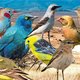Van blauwfazantje tot izabeltapuit: deze vogels bevolken de Afrikaanse savanne