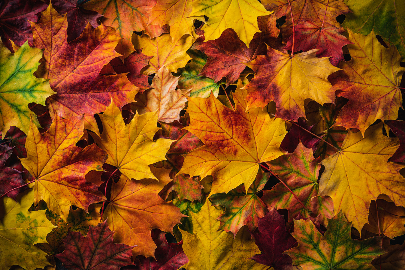 What Is The Falling Of Leaves In Autumn Called