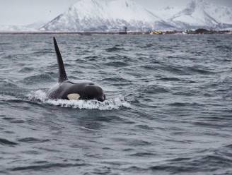 Nu ook in Noorwegen zeilboot aangevallen door orka