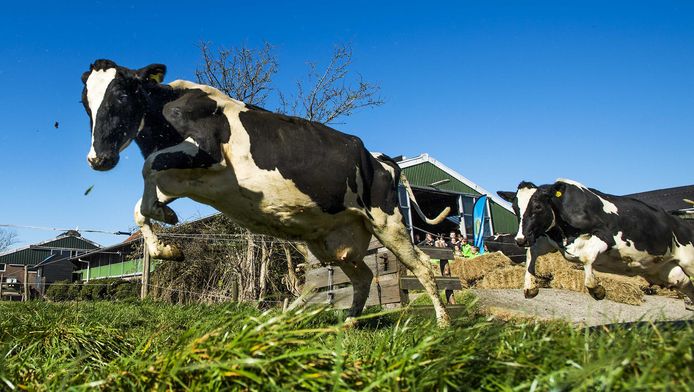 Vervoer dek pk Crowdbutching: samen een koe kopen en eten | Buitenland | gelderlander.nl