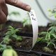 Cannabisplantage op Brakelse zolder ontdekt