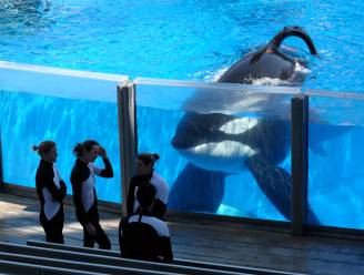 Orka die wereldberoemd werd door documentaire 'Blackfish' overleden
