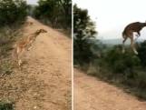Beelden van 'vliegend hert' gaan viral op internet