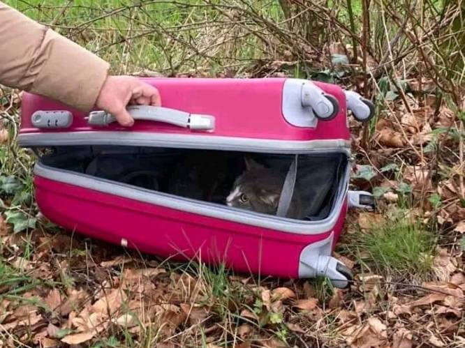 Wandelaars doen vreselijke ontdekking in veld in Wommelgem: "Een zwangere kat, harteloos gedumpt"