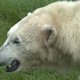 Kijkers 'Het echte leven in de dierentuin' onder de indruk van geboorte ijsbeertjes