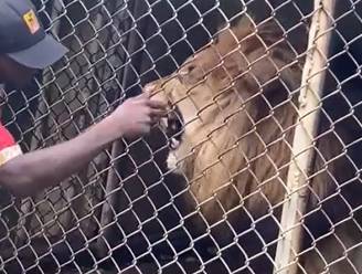 Dierenverzorger daagt leeuw uit, maar dat blijkt geen goed idee