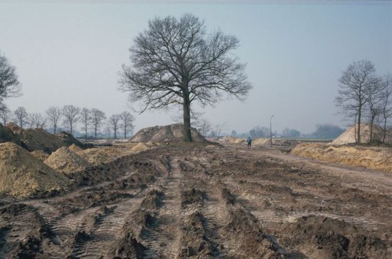 De boom ten tijde van de aanleg van de A58 in de jaren tachtig. Beeld Henk Rijken,Stadsarchief Breda