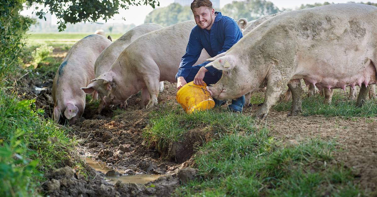 Bioboer Jop uit Macharen: ‘Hier mag een varken echt een varken zijn’