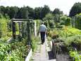 Voor een moestuintje is deze zomer zo slecht nog niet: ‘Ik heb 90 kilo aardbeien dit jaar’