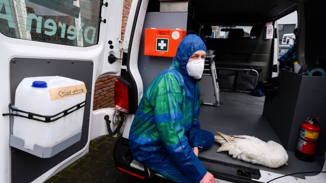 Medewerkers Dierenambulance krijgen wellicht griepprik tegen vogelgriep: ‘Wij nemen dit heel serieus’