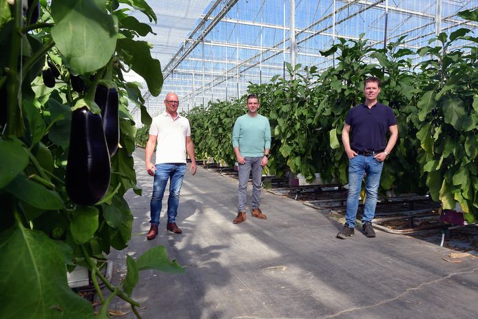 Warmteproject Osiris moet warmte en CO2 van Suez naar de kassen in Steenbergen en AFC Prinsenland leiden. Van links naar rechts de initiatiefnemers Martin Bouwman, Ard-Jan Verpaalen en Jan van Marrewijk.