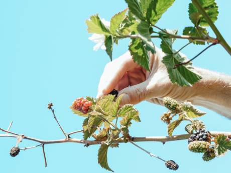 Bramen plukken voor behoud Veluwse natuur