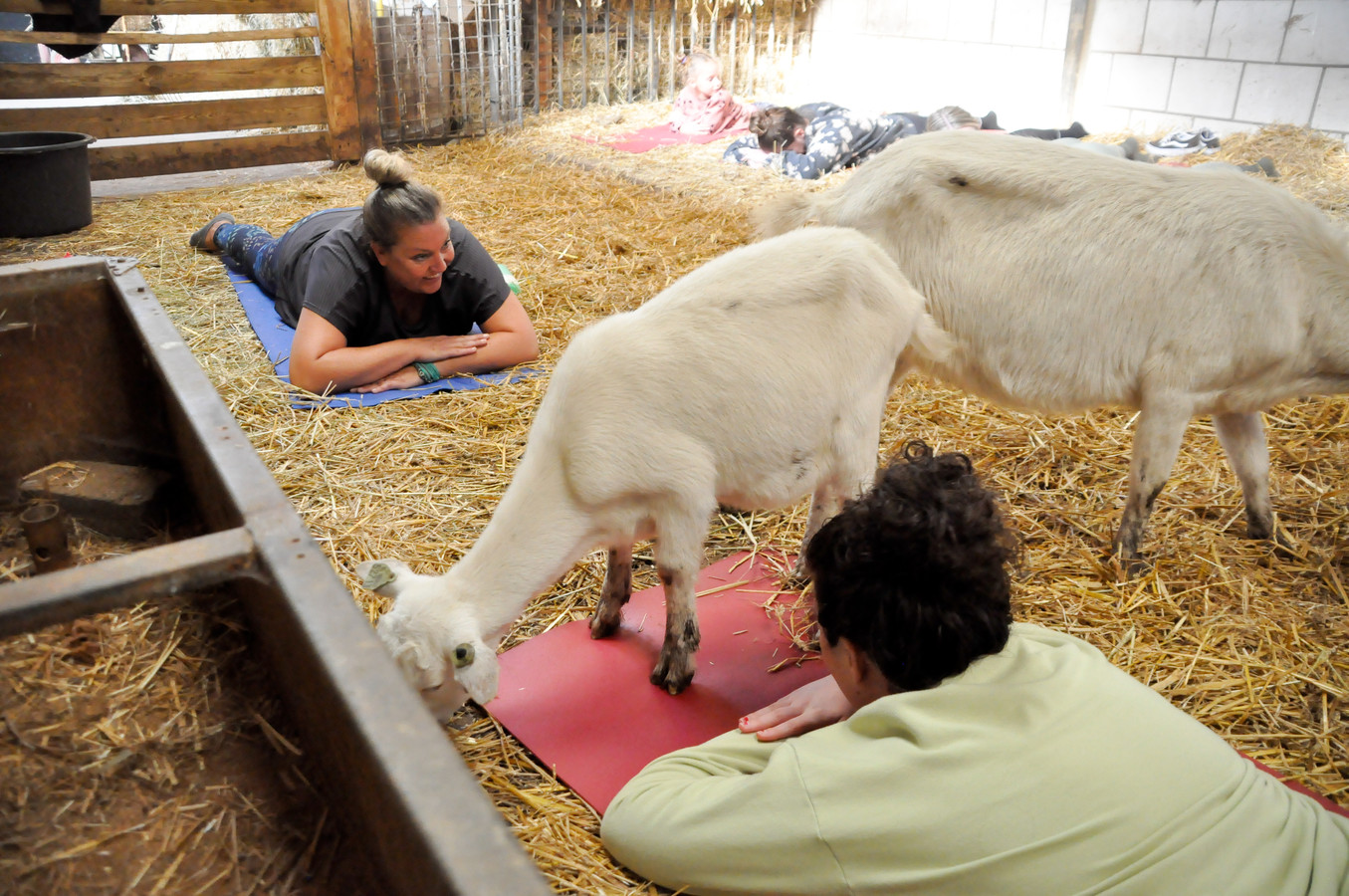Geitenyoga bij de Boerinn in Kamerik.