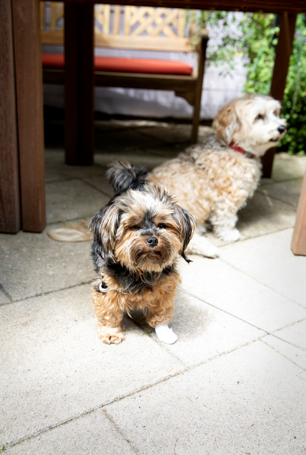 De hondjes van Els Rozenbroek.

 Beeld Judith Jockel