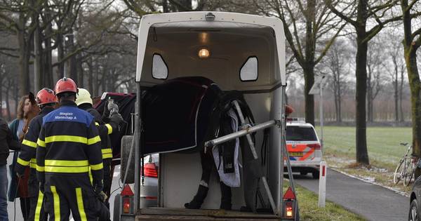 Paard komt klem te zitten in trailer op N65