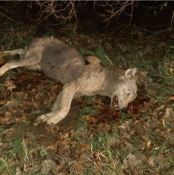 Een van de wolven op de Veluwe is woensdagavond in Elspeet doodgereden.