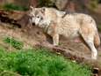 Duitse boeren willen einde aan jachtverbod op wolven