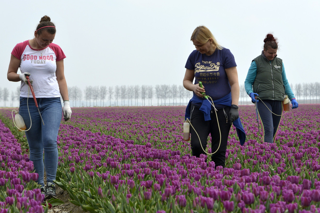 In de tulpenvelden nabij Ens in de Noordoostpolder worden aangetaste tulpen bespoten met pesticiden. 