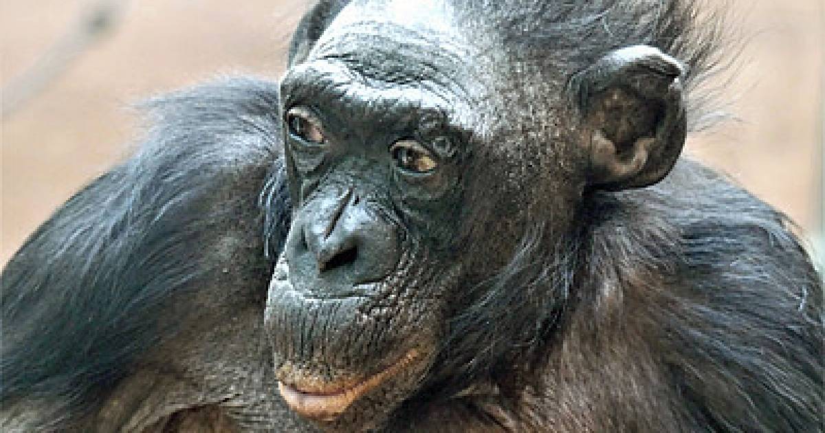 La morte della “scimmia più grande del mondo”: “Margaret era amichevole e cattiva” |  All’estero