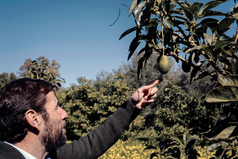Kweker Felice Cupane bij een van zijn avocadobomen.  Beeld Merlin Daleman