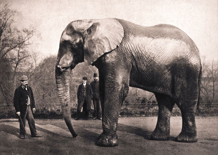 Jumbo in de dierentuin van Londen met zijn oppasser in 1882. Beeld Alamy Stock Photo