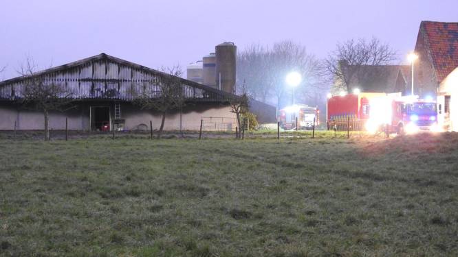 1.100 varkens komen om bij zware brand