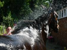 Hitteprotocol ingesteld op Almelose Ruiterdagen: extra bakken water, sponsen en een paardendouche