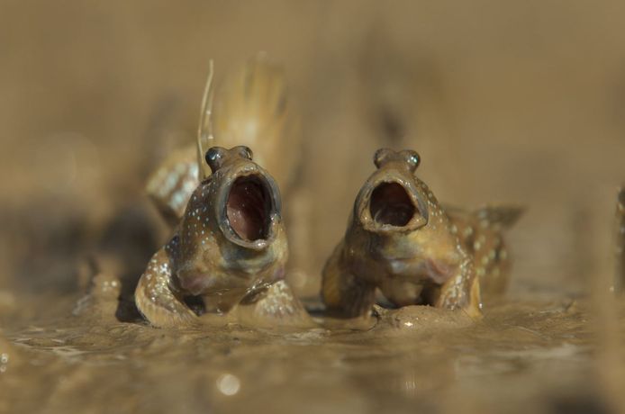 Comedy Wildlife Photography Awards