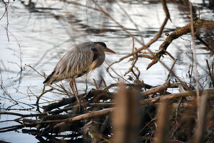Op zoek naar de ijsvogel in het Provinciedomein Kessel-Lo.