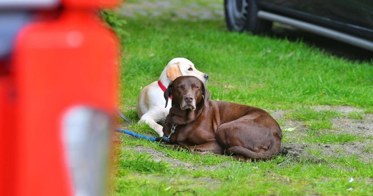 Hond Sky neemt gevaarlijke pijpbom mee naar huis: baasje knipt er eerst in maar belt dan toch maar d