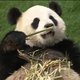 Panda's Hao Hao en Xing Hui hebben steeds meer interesse in elkaar