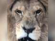 VIDEO. Toerist komt oog in oog te staan met gevaarlijke leeuw