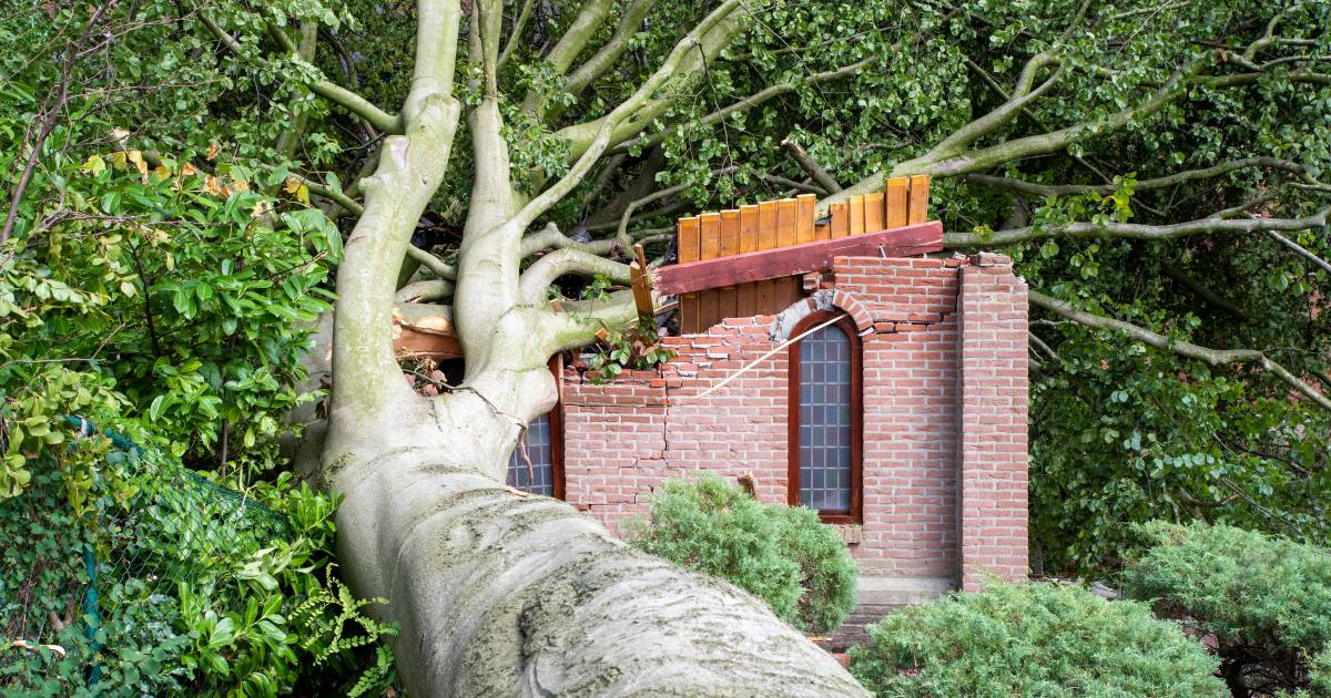 Boom verwoest kapel in Lepelstraat, het dorp is er kapot van: ‘Dit doet echt pijn’