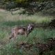 Dierenrechtenorganisatie: ‘Hoge Veluwe heeft wolf getemd’