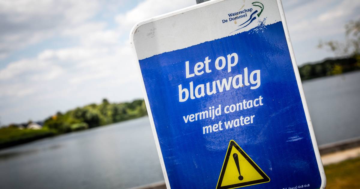 Blauwalg in recreatieplas Sandelingen, zwemmen verboden