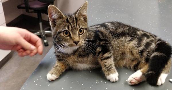 Kitten terug naar baasje na lange tocht kriskras door Nederland - AD.nl