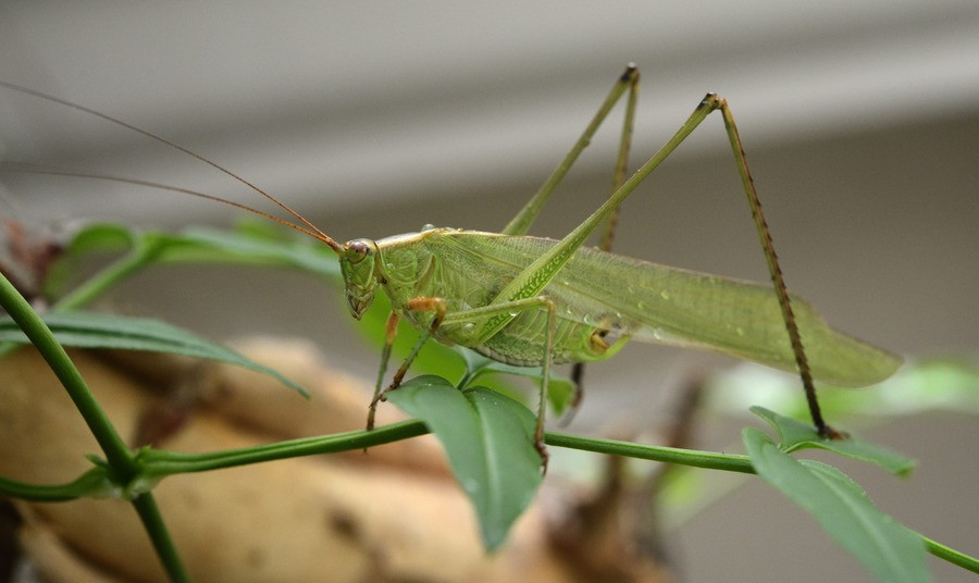 Saltamontes que significa