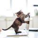 Minder stress bij je hond of kat? De oplossing: videobellen met de dierenarts