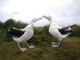 ‘Reuzenmuizen’ doden kuikens van albatros die daardoor dreigt uit te sterven