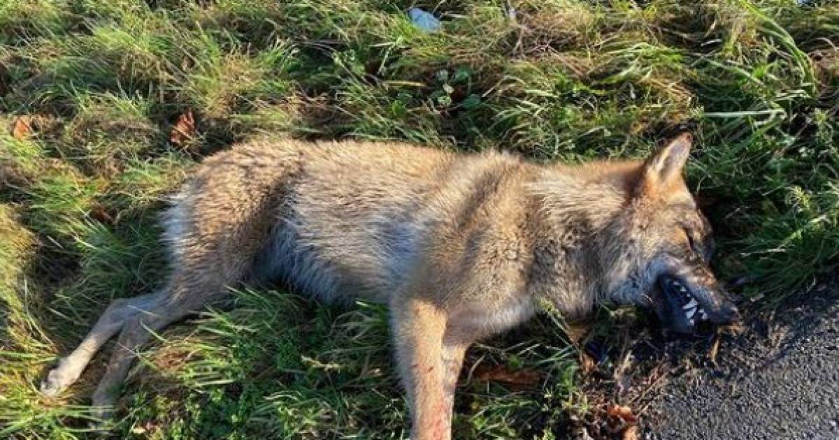 Wolf dood in berm na aanrijding met vrachtwagen op A2 bij Culemborg.