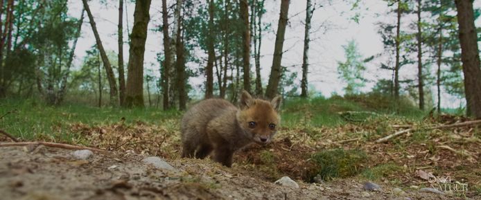 Een jong vosje dat voor de eerste keer uit het hol komt: prachtig beeld uit 'Onze Natuur - De Film'.
