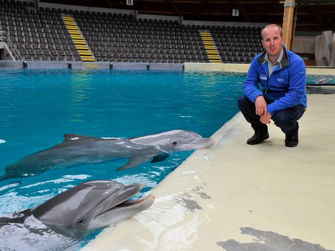 Directie Boudewijn Seapark reageert verrast op uitspraken Weyts: “Dolfijnen krijgen perfecte verzorging”